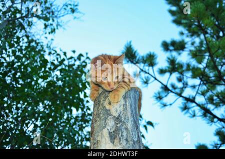 jeune chat grimpant, chat brun sur la bûche, chat sur le tronc, Banque D'Images