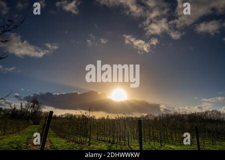 Une photo d'un beau coucher de soleil sur un vignoble. Photo du comté de Scania, Suède Banque D'Images