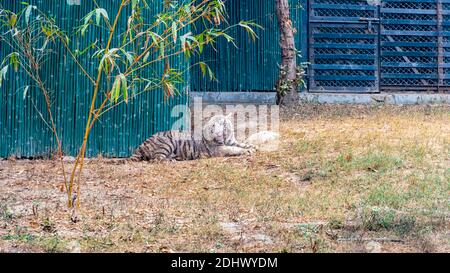 Un cub tigre du Bengale blanc couché sur le dos et reposant dans l'enceinte du tigre au parc zoologique national de Delhi, également connu sous le nom de zoo de Delhi. Banque D'Images