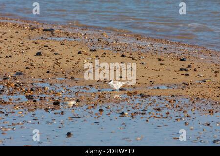 Petite Sterne juvénile (sternula albifrons) Sur la plage de Winterton-on-Sea Norfolk Banque D'Images