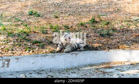 Un tiger blanc qui est assis près d'une lande sèche, dans l'enceinte du tigre du parc zoologique national de Delhi, également connu sous le nom de zoo de Delhi. Banque D'Images