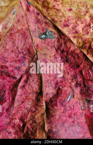 Texture, nervures et couleurs des feuilles mortes en gros plan Banque D'Images