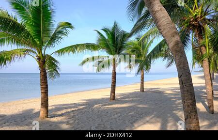 Plage de sable avec cocotier et ciel bleu. Paysage tropical . Vacances d'été . Banque D'Images