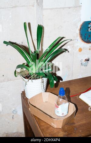 Sur une table d'église, une plante verte et une bouteille de gel hydroalcoolique pour désinfecter les mains pendant la pandémie de Covid-19. Banque D'Images