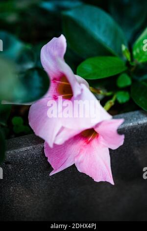 Gros plan d'une fleur rose avec des feuilles vertes noires. Banque D'Images