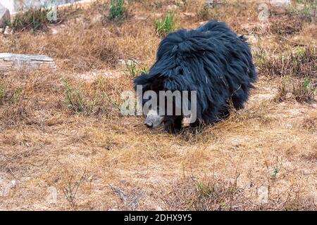 Un ours noir asiatique lors d'une promenade solitaire à l'intérieur d'un enclos au parc zoologique national de Delhi, également connu sous le nom de zoo de Delhi. Banque D'Images