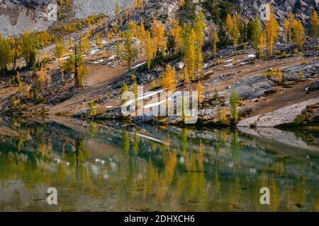 WA18700-00...WASHINGTON - mélèze subalpin se reflétant dans les eaux calmes du lac Lower Ice dans le Glacier Peak Wilderness. Banque D'Images