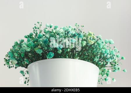 Gypsophila cyan dans un pot en plastique. Gros plan. Banque D'Images