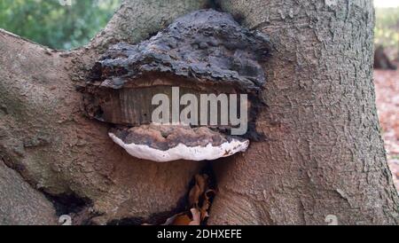 Les artistes rayent le champignon qui se forme dans le tronc de l'arbre pour montrer les détails Banque D'Images