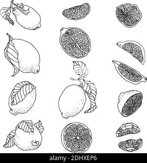 Set avec agrumes citron fruits. Il y a des fruits entiers, des quartiers et des moitiés de citrons. Les moitiés de citrons ont des graines à l'intérieur Illustration de Vecteur
