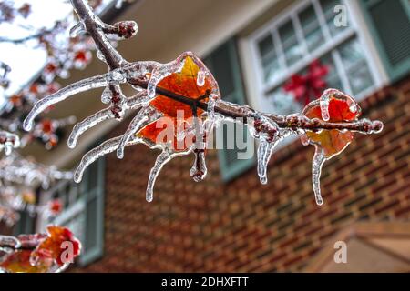 la glace a coulé des feuilles d'érable colorées sur une branche avec chaque point des feuilles une icicle - foyer sélectif et arrière-plan bokeh de la maison de deux étages Banque D'Images