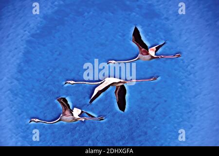 Afrique du Sud, le Cap. Grand flamants roses (sauvage: Phoenicopterus ruber) en vol. Ordinateur amélioré. Banque D'Images