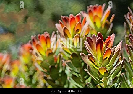 Afrique du Sud, le Cap, jardin botanique national de Kirstenbosch. Protea plante (alias Rooistompie ou Bergfynbos) Mimetes cucullatus. Ordinateur amélioré. Banque D'Images