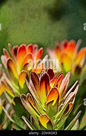 Afrique du Sud, le Cap, jardin botanique national de Kirstenbosch. Protea plante (alias Rooistompie ou Bergfynbos) Mimetes cucullatus. Ordinateur amélioré. Banque D'Images