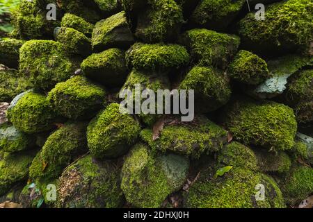 mur en pierre rempli de mousse verte et de feuilles d'automne tombées dans un endroit humide Banque D'Images