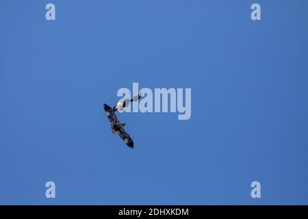 Aigle à tête blanche qui lutte avec Osprey dans un ciel bleu avec espace de copie. Banque D'Images