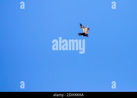 Aigle à tête blanche qui lutte avec Osprey dans un ciel bleu avec espace de copie. Banque D'Images