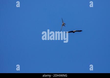 Aigle à tête blanche qui lutte avec Osprey dans un ciel bleu avec espace de copie. Banque D'Images