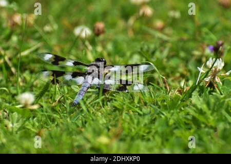 Libellule de Skimmer à huit points (libellula forensis), reposant dans l'herbe - Greenlake, Seattle, WA Banque D'Images