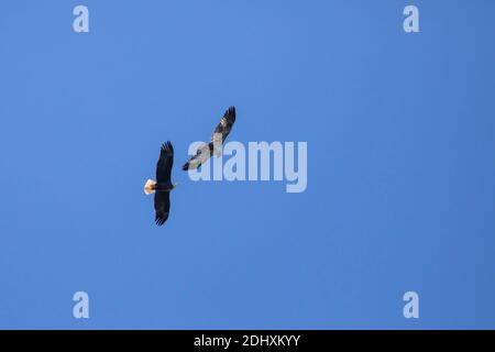 Aigle à tête blanche qui lutte avec Osprey dans un ciel bleu avec espace de copie. Banque D'Images