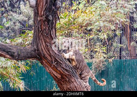 Un tiger blanc cub essayant de gravir un arbre dans l'enclos du tigre au parc zoologique national de Delhi, également connu sous le nom de zoo de Delhi. Banque D'Images