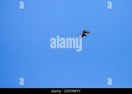 Aigle à tête blanche qui lutte avec Osprey dans un ciel bleu avec espace de copie. Banque D'Images