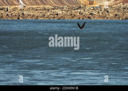 Osprey en vol au-dessus de la rivière à côté du barrage dans le Maryland. Banque D'Images