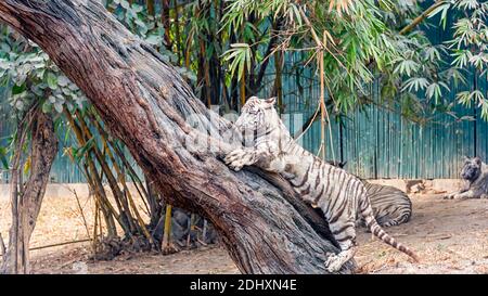 Un tiger blanc cub essayant de gravir un arbre dans l'enclos du tigre au parc zoologique national de Delhi, également connu sous le nom de zoo de Delhi. Banque D'Images