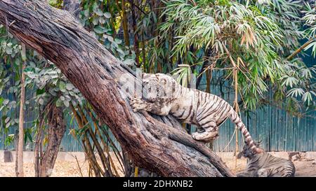 Un tiger blanc cub essayant de gravir un arbre dans l'enclos du tigre au parc zoologique national de Delhi, également connu sous le nom de zoo de Delhi. Banque D'Images