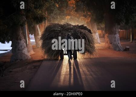 Le transport de l'agriculteur récolte du foin avec une charrette sur une route sombre , UN fermier tire une charrette de foin traditionnelle à Mopti, Mali, Afrique de l'Ouest. Banque D'Images