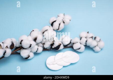 Tampons de coton molletonnés avec boules de coton à branche sèche avec fleurs sur fond bleu frais. Élément design d'emballage avec espace de copie. Soins naturels Banque D'Images