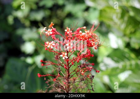 Bouquet de petites fleurs et bourgeons rouges Banque D'Images