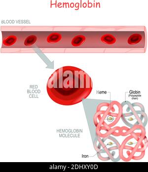 Structure de la molécule d'hémoglobine avec l'hème (molécule de fer et d'oxygène) et la chaîne polypeptidique (globinine). Vaisseau sanguin et gros plan des globules rouges. Illustration de Vecteur