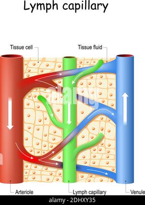 Capillaire lymphatique dans le tissu humain. Vaisseau sanguin: Venule et artériole. Système lymphatique. Le liquide baigne les tissus et collecte les déchets Illustration de Vecteur