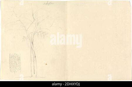 Accasia (Acacia), Luigi Balugani, 1737–1770, italien, non daté, Graphite sur papier moyennement texturé, crème, feuille: 7 1/8 x 11 3/4 pouces (18.1 x 29.8 cm), pommes, écorce, fruits, arbres Banque D'Images