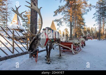 Excursion en traîneau à rennes dans le village du Père Noël, à Rovaniemi Banque D'Images