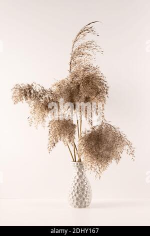 Bouquet d'herbes de pampas dans un vase texturé gris sur fond blanc Banque D'Images