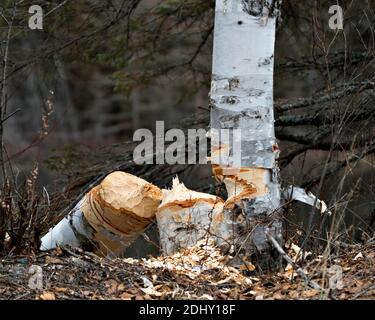 Photo de Beaver. Beaver Couper le stock de bouleau photo. Marques de dents de castor. Travail de castor. Photo de stock d'activité Beaver. Arbre abattu par le castor. Bouleau Banque D'Images