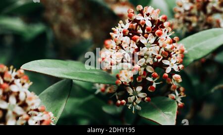 Skimmia japonica en fleurs pour un arrière-plan naturel magnifique Banque D'Images