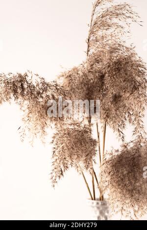 Bouquet d'herbes de pampas dans un vase texturé gris sur fond blanc Banque D'Images