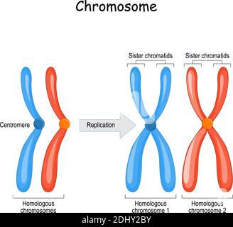 Différence entre les chromosomes homologues, une paire de chromosomes homologues, et aussi les chromatides soeurs. Schéma vectoriel pour l'éducation Illustration de Vecteur