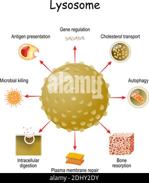 Fonction lysosome. Lysosome multitâches de la digestion intracellulaire, et présentation de l'autophagie à l'antigène, résorption de la matrice osseuse et membrane plasmique Illustration de Vecteur