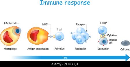 Réponse immunitaire et présentation d'antigène. Activation de la cellule T. T lymphocyte, est une cellule blanche. Immunité à médiation cellulaire Illustration de Vecteur