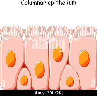 Épithélium columnaire cilié. Les cellules épithéliales forment la paroi de l'estomac et des intestins, le duodénum, les trompes de Fallope, l'utérus Illustration de Vecteur