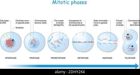 Stades de mitose de l'interphase, de la prophase et de la prométaphase à la métaphase, à l'anaphase et à la télophase. Division cellulaire. Illustration vectorielle Illustration de Vecteur