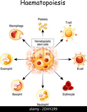 L'hématopoïèse est la formation de cellules sanguines. Tous les composants du sang cellulaire sont dérivés de cellules souches hématopoïétiques. Hémocytoblaste Illustration de Vecteur