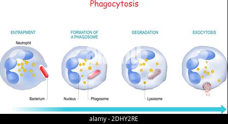 Phagocytose. Neutrophile qui utilise sa membrane plasmique pour engloutir une bactérie. De l'endocytose à l'exocytose. Programme éducatif. Processus de digestion Illustration de Vecteur