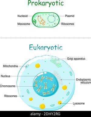 Procaryote vs eucaryote. Illustration de cellules eucaryotes et procaryotes avec texte. Différences entre les cellules procaryotes et eucaryotes. Vecteur Illustration de Vecteur