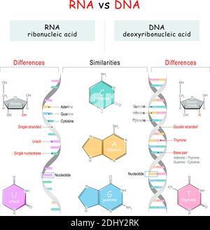Comparaison ADN/ARN. Similitudes et différences. Diagramme d'infographie. Illustration vectorielle pour l'explication pédagogique et l'utilisation scientifique Illustration de Vecteur