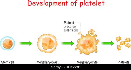Développement plaquettaire. De la cellule souche au mégacaryocyte et à la thrombocyte. Illustration vectorielle à usage médical et scientifique Illustration de Vecteur